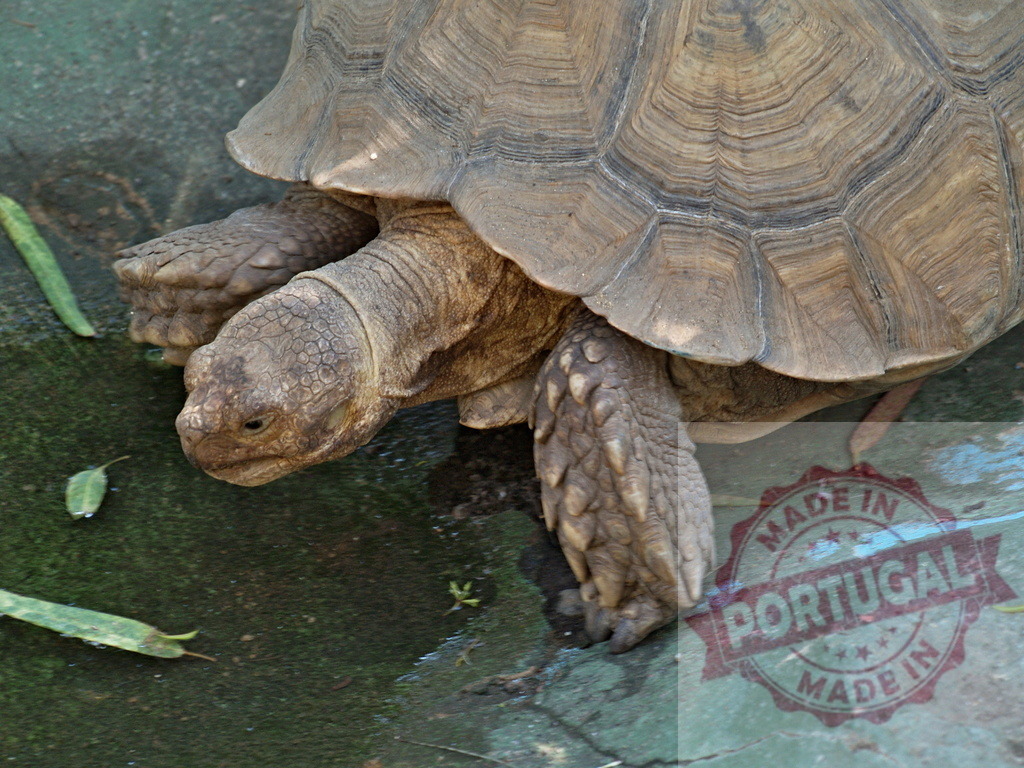 African spurred tortoise walking on wet green surface | Close-up of an african spurred tortoise walking slowly on a wet green surface, its textured shell and leathery skin visible - Realized with Pictrs.com