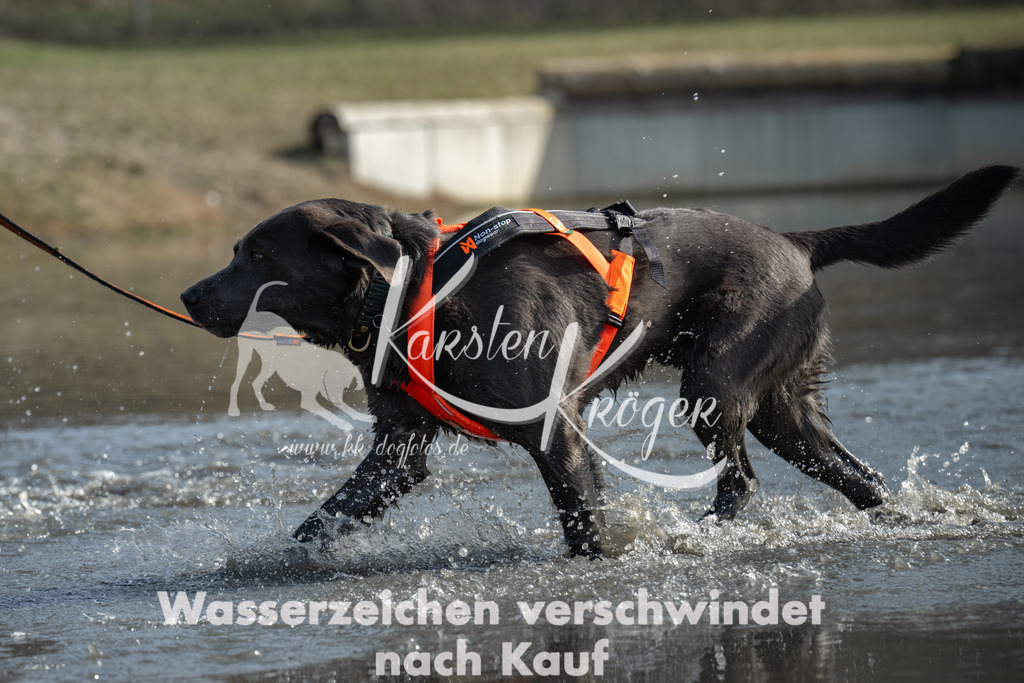 1147_ZZ96495-3 | kk-dogfotos