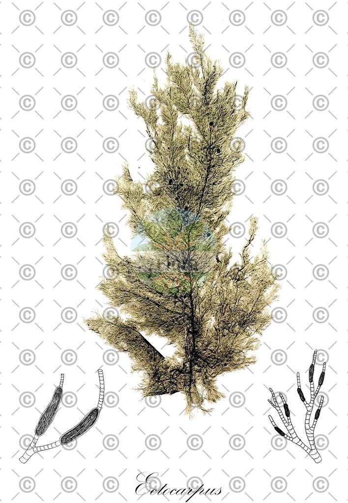 HistAbb_7NY47_2_ENZY_Simple | Historische Abbildung von Ectocarpus - Ectocarpaceae (0) | Historical Illustration of Ectocarpus - Ectocarpaceae (0)