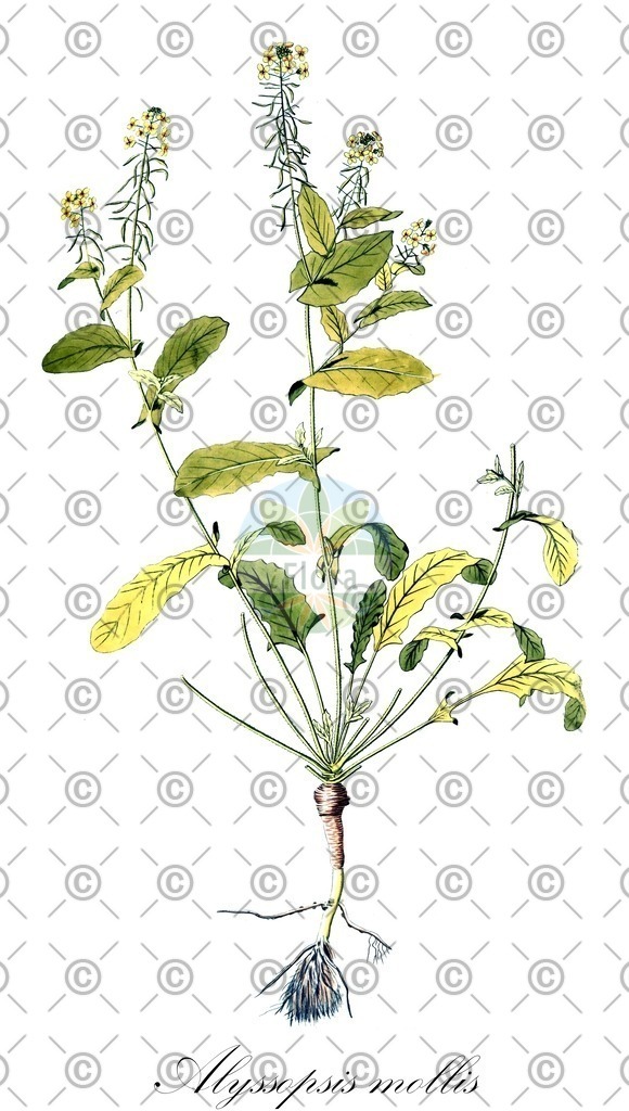 HistAbb_wfo-0000529187_1_ENZY_Simple | Historische Abbildung von Alyssopsis mollis - Brassicaceae | Historical Illustration of Alyssopsis mollis - Brassicaceae