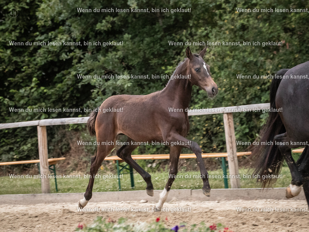 A10I7439 | photographylinaismer - Realisiert mit Pictrs.com
