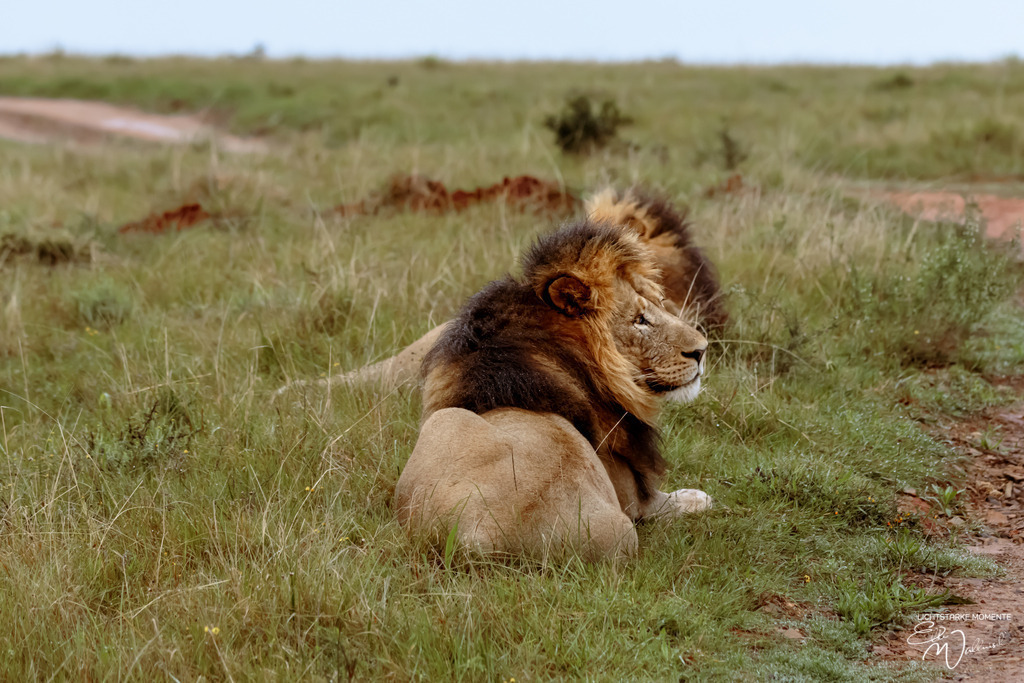20231010-062302 SOUTHAFRIKA_-1 | Herzlich willkommen auf meiner Seite! Ich bin Elke Wallnisch, Deine Fotografin für lichtstarke Momente. Der Name steht für alles, was mich mit der Fotografie verbindet: Das Licht und seine machtvolle Wirkung auf eine Situation oder unsere Stimmung - Realisiert mit Pictrs.com