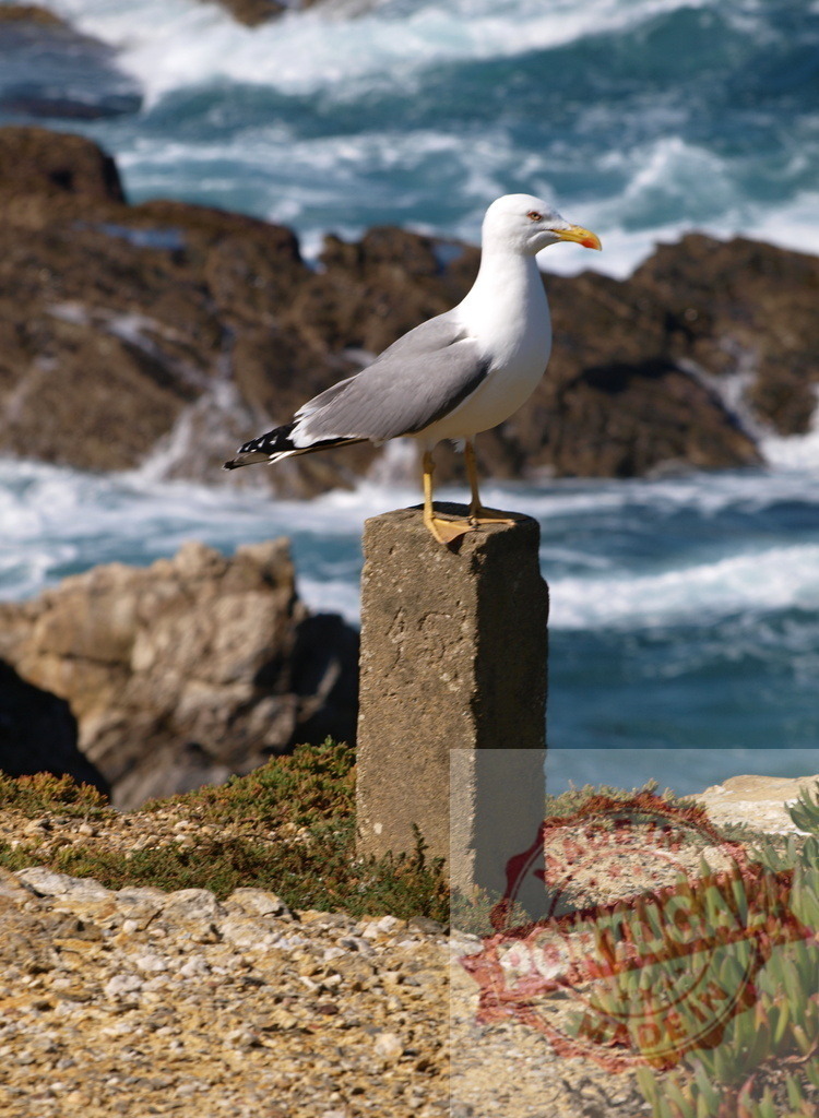 Seagull standing on a stone pillar by the ocean | Seagull standing on a stone pillar overlooking the rocky ocean coastline - Realized with Pictrs.com