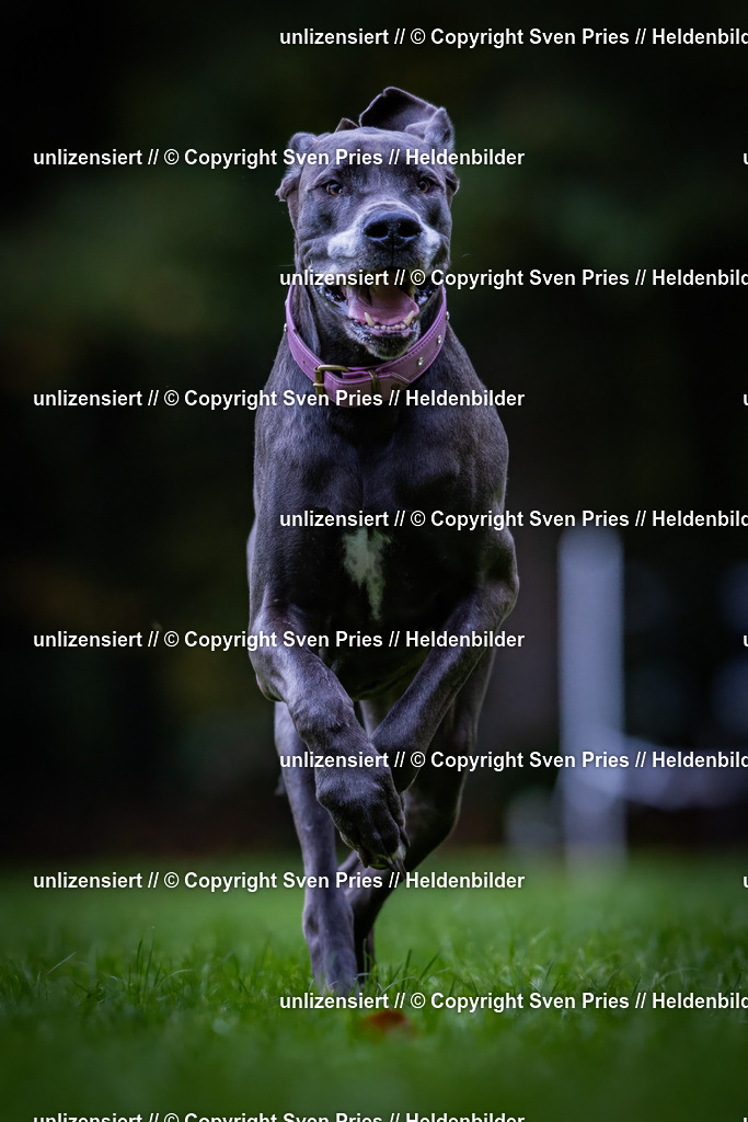 Sven Pries | 2024-10-19 - Hunderennen Ober-Grombach - Realisiert mit Pictrs.com