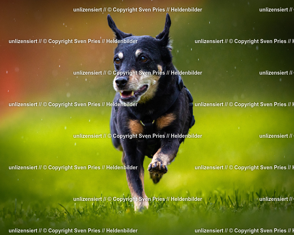 Sven Pries | 2025-09-21 - Hunderennen Baden-Oos - Realisiert mit Pictrs.com