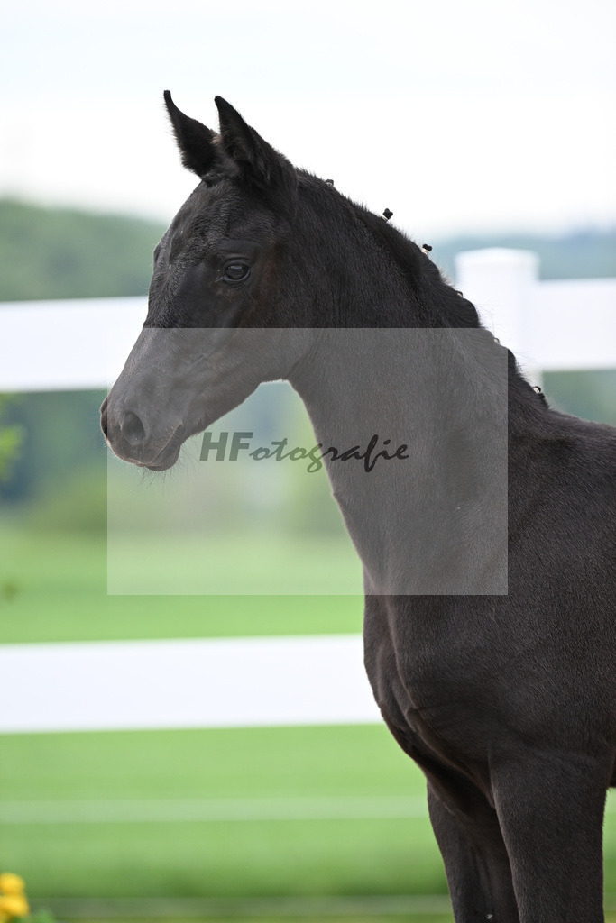 Kat-Nr. 1 SF St. Emilion x Rubin Royal_Gruber_23260036 | hf-fotografie - Realisiert mit Pictrs.com