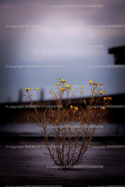 1H0A5589 | Eine Hommage an Bremen. Einzigartige Fotografien und Drohnenaufnahmen von Bremer Fotografen zum Staunen und auch zum Kaufen.