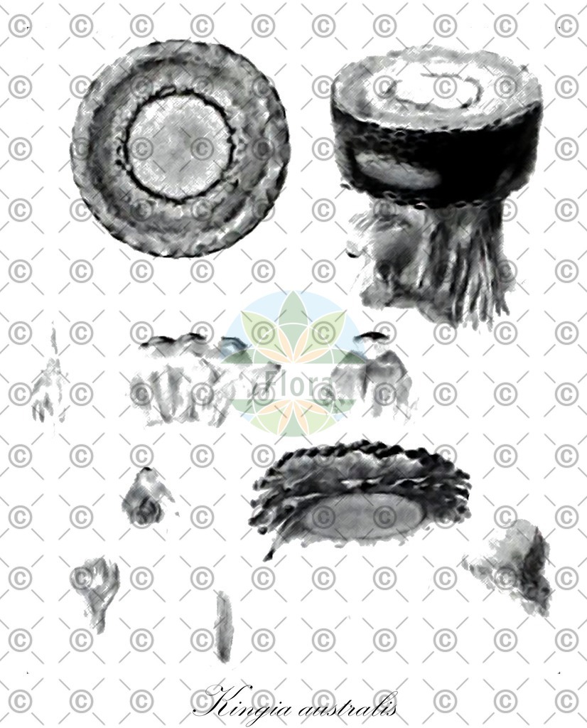 HistAbb_wfo-0000357048_1_ENZY_Simple | Historische Abbildung von Kingia australis - Dasypogonaceae | Historical Illustration of Kingia australis - Dasypogonaceae