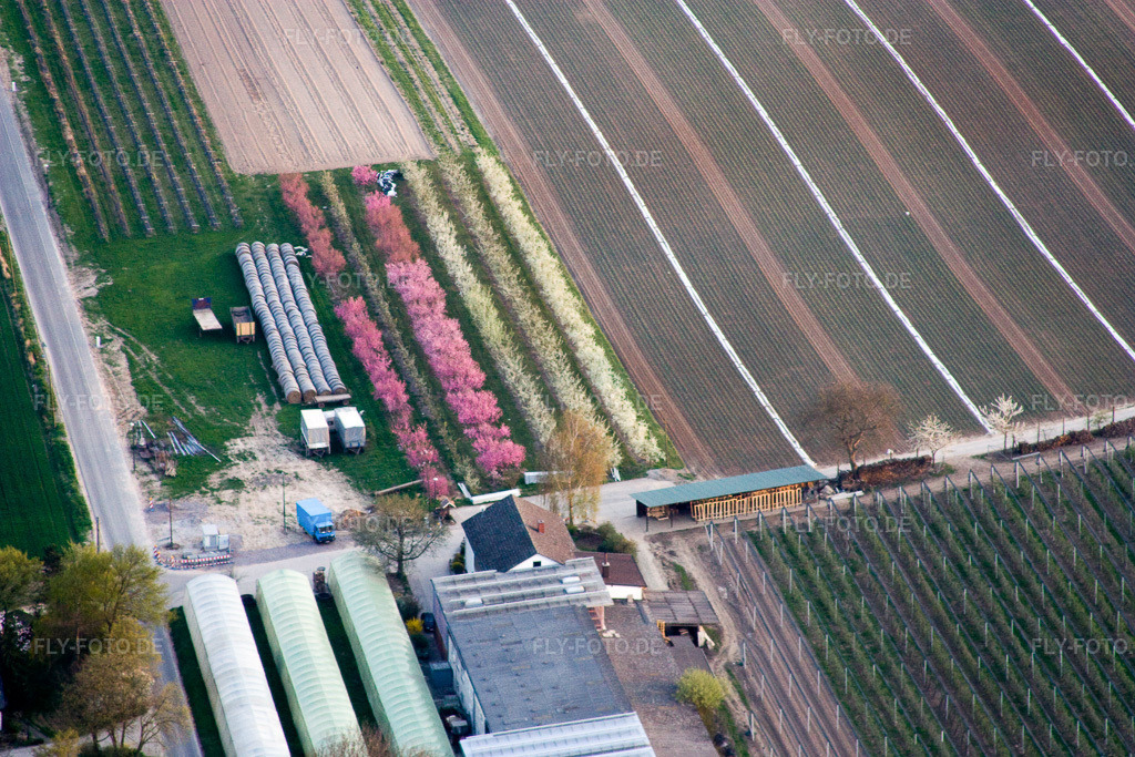 Luftbild: Blühende Obstbäume am Obsthof Zapf in Kandel im Bundesland Rheinland-Pfalz in Deutschland. Foto: IMG_17628.jpg vom 10.04.2009 durch Werner Riehm/FLY-FOTO.de