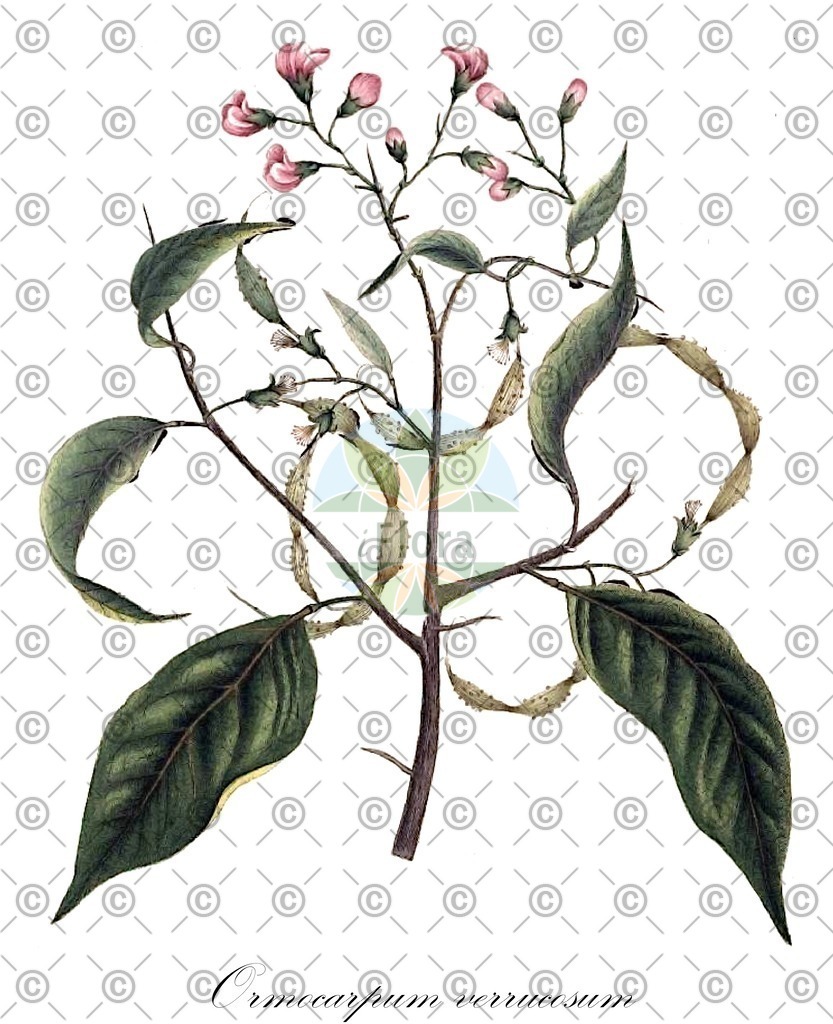 HistAbb_wfo-0000168281_1_ENZY_Simple | Historische Abbildung von Ormocarpum verrucosum - Fabaceae | Historical Illustration of Ormocarpum verrucosum - Fabaceae