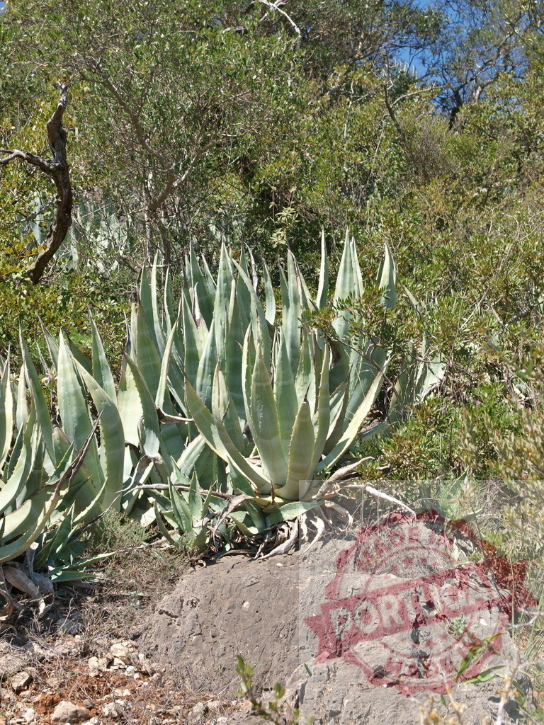 Agave plants growing on a rocky hillside in nature | Agave succulent plants thriving on dry rocky terrain under bright sunlight - Realized with Pictrs.com