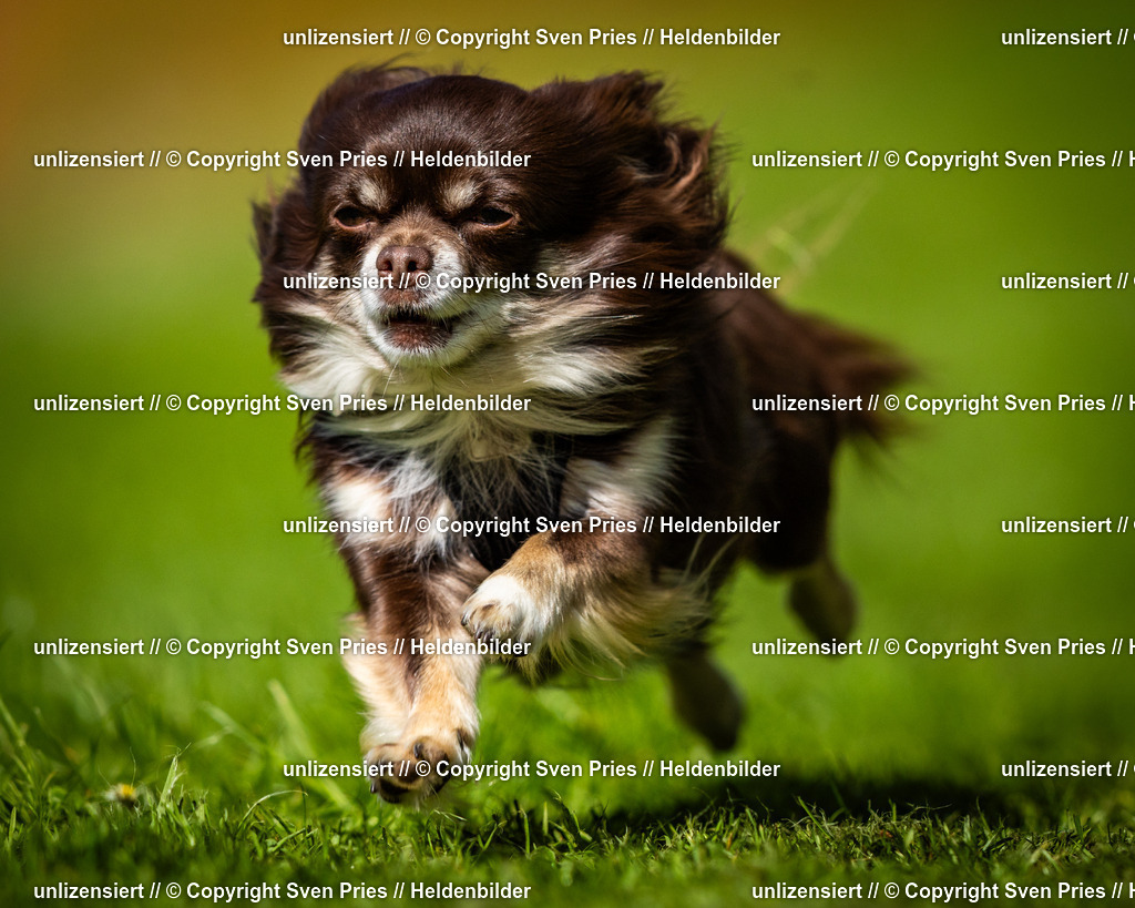 Sven Pries | 2025-04-13 - Hunderennen Baden-Baden - Realisiert mit Pictrs.com