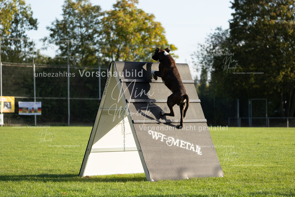 _16A6120 | Einzigartige Fotos von Hunden & Menschen –Actionfotos, Portraits, Vereinsaufnahmen & Paarshootings – authentisch, lebendig & mit Herz.