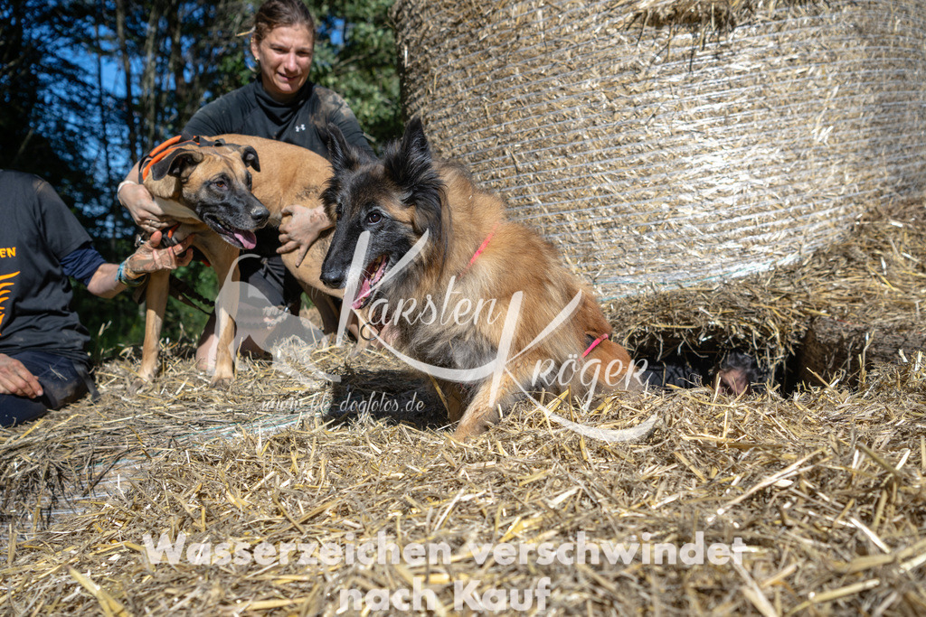 1233_ZZ91535-2 | kk-dogfotos