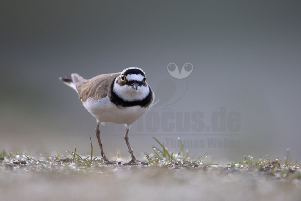 20220428063924-3 | Der Bildershop von www.natur-focus.de bietet ihnen den einfachen Kauf von Bildmaterial per Download aus allen Bereichen der Natur. In den Galerien finden sie Landschaftsfotos, Tierbilder und natürlich auf Pflanzenfotos. - Realisiert mit Pictrs.com