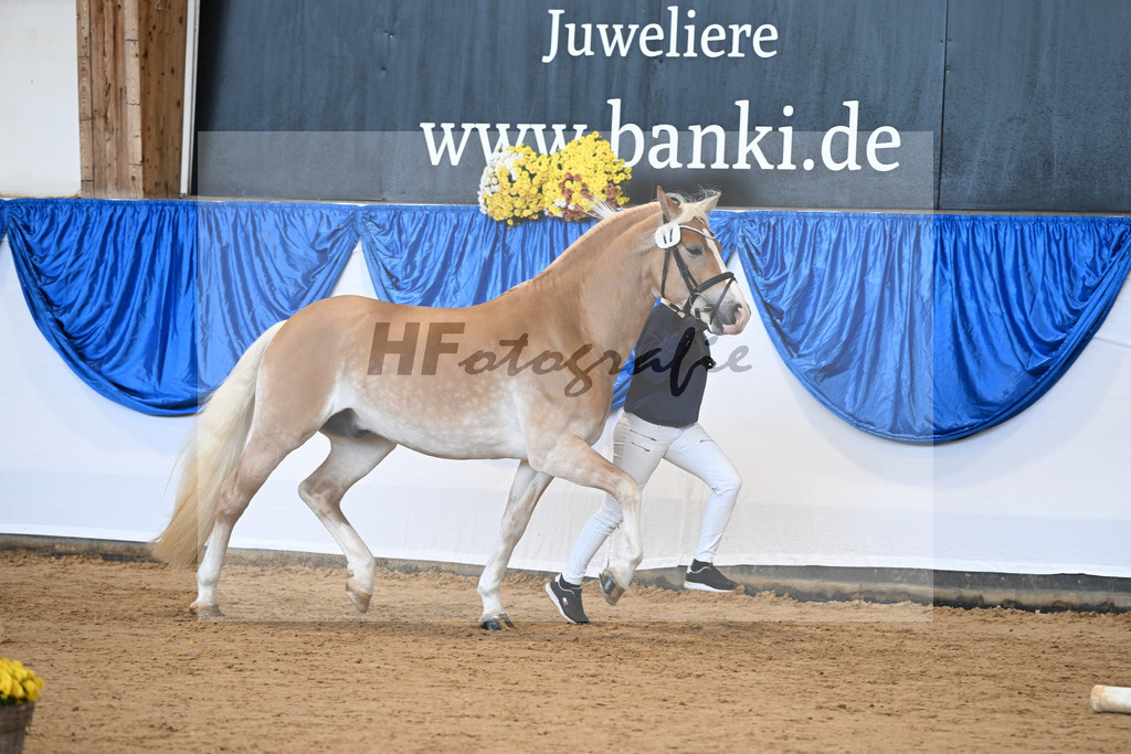 Kat-Nr. 17 Maximus Aurelius v. Manu_ZG Veerkamp-Rabbermann_48250953 | hf-fotografie - Realisiert mit Pictrs.com