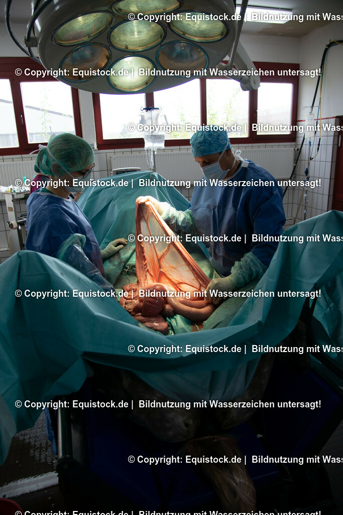 20191022_Kolik_OP_0089 | equistock