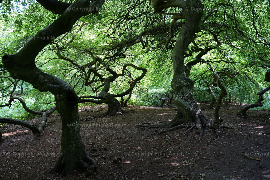 Hexenwald im Waldpark Semper | Der Hexenwald befindet sich auf der Insel Rügen im Ort Lietzow im Waldpark Semper und besteht aus Krüppel- bzw. Süntelbuchen.  - Realisiert mit Pictrs.com