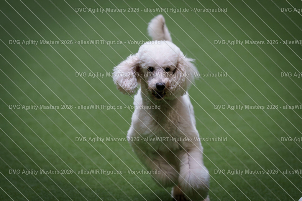 allesWIRTHgut_Tierfotografie-DVG_Agility_Masters_2026-13_31-7R509600 | Professionelle Tierfotografie in Mönchengladbach von Daniel Wirth (allesWIRTHgut). Liebevolle & natürliche Bilder von Hunden & Katzen für unvergessliche Erinnerungen.