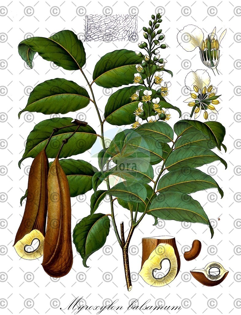 HistAbb_wfo-0000248361_1_ENZY_Simple | Historische Abbildung von Myroxylon balsamum - Fabaceae (Echter Balsambaum) | Historical Illustration of Myroxylon balsamum - Fabaceae
