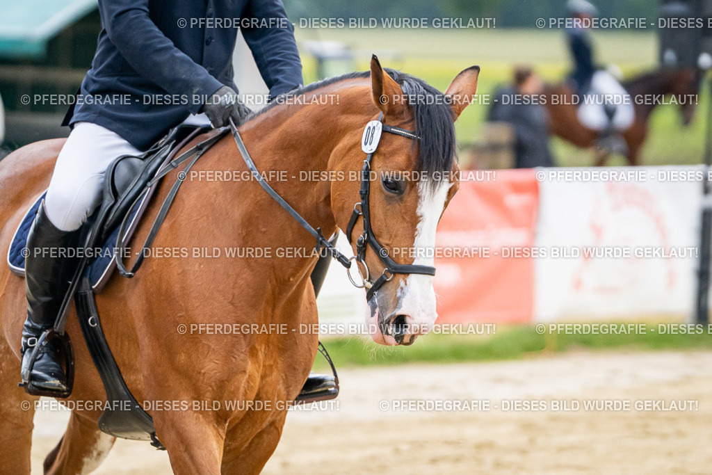 DSC06490 | Pferdegrafie