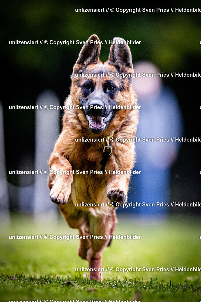 Sven Pries | 2025-10-03 - Hunderennen Obergrombach - Realisiert mit Pictrs.com