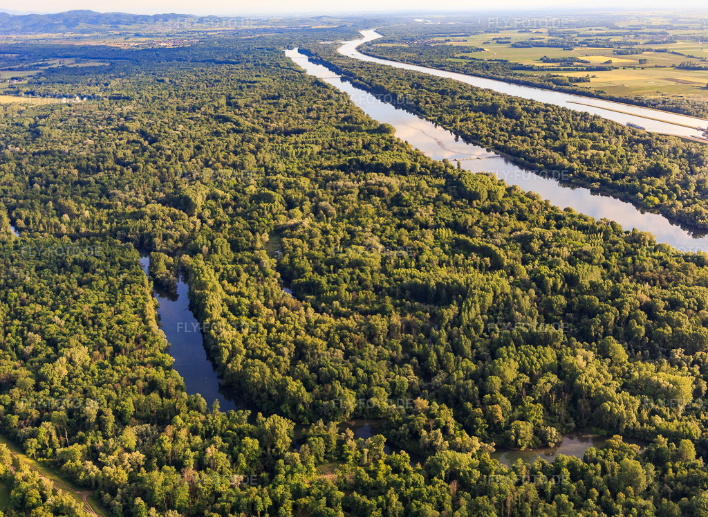Luftbild: Naturschutzgebiet Taubergiessen zwischen Rheinauen und Rhein im Ortsteil Rheinau in Ortenaukreis im Bundesland Baden-Württemberg in Deutschland. Foto: IMG_147329.jpg vom 29.05.2025 durch Werner Riehm/FLY-FOTO.de