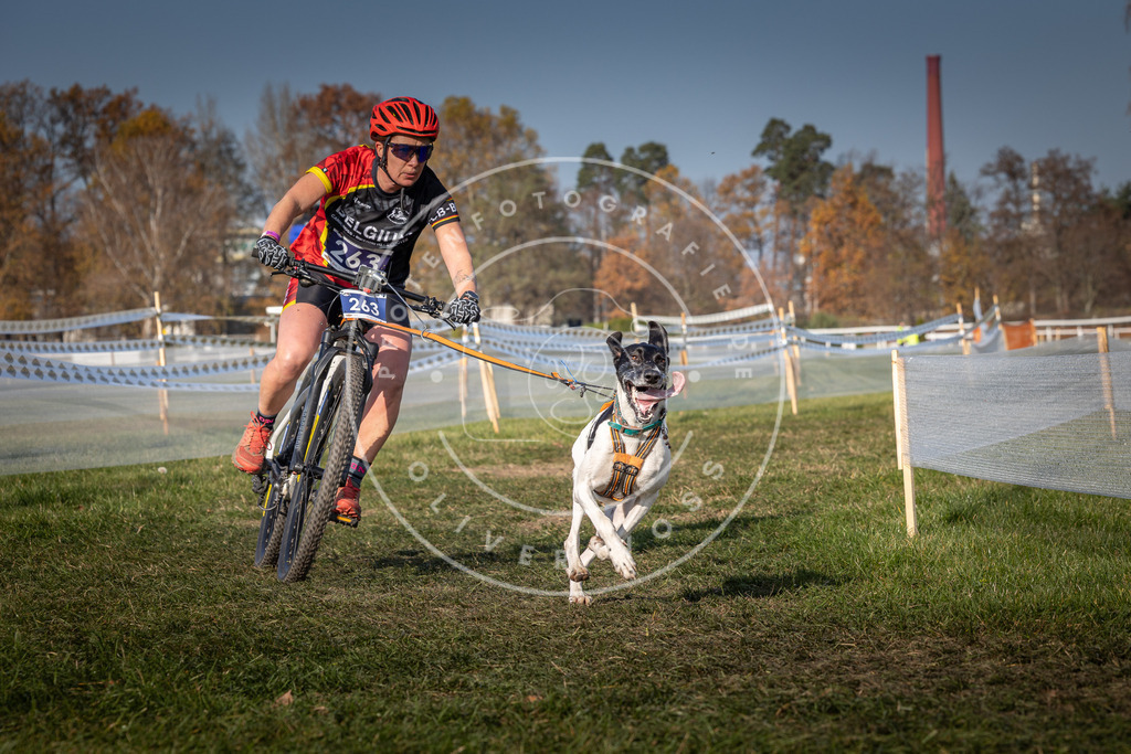 CaniXpix_0L8A7171 | Hundefotografie, Tierfotograf, Pfotenfotografie, Fotoshooting Hund, Hunde Portrait, Hundesport, Hundeportraits, Heideshooting, Hunde, Sportfotograf, Hundefotograf, Turnierhundsport, THS,  - Realisiert mit Pictrs.com