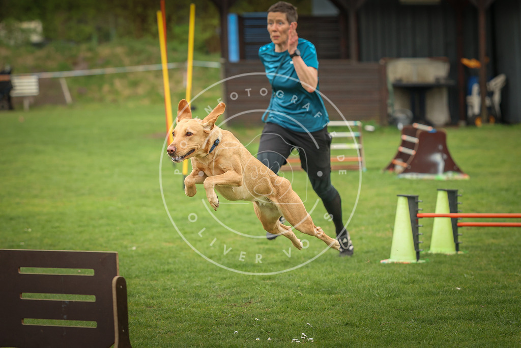 Pfotenfotografie_0L8A0591 | Hundefotografie, Tierfotograf, Pfotenfotografie, Fotoshooting Hund, Hunde Portrait, Hundesport, Hundeportraits, Heideshooting, Hunde, Sportfotograf, Hundefotograf, Turnierhundsport, THS,  - Realisiert mit Pictrs.com