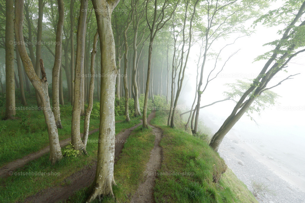 Uferwald im Küstennebel | Küstennebel entsteht meist an Herbst- und Wintertagen, wenn die Landoberfläche abends bereits auskühlt und dann Luft vom wärmeren Wasser über das kalte Land streicht. Wenn dann Nebelschwaden durch die Wälder an der Ostsee ziehen, kann eine geheimnisvolle, mystische Stimmung entstehen. 
