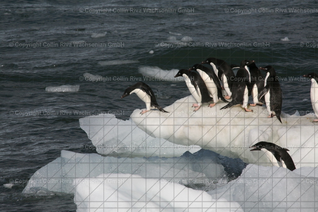 IMG_9695 | Antarktis / Antarctica - Realisiert mit Pictrs.com