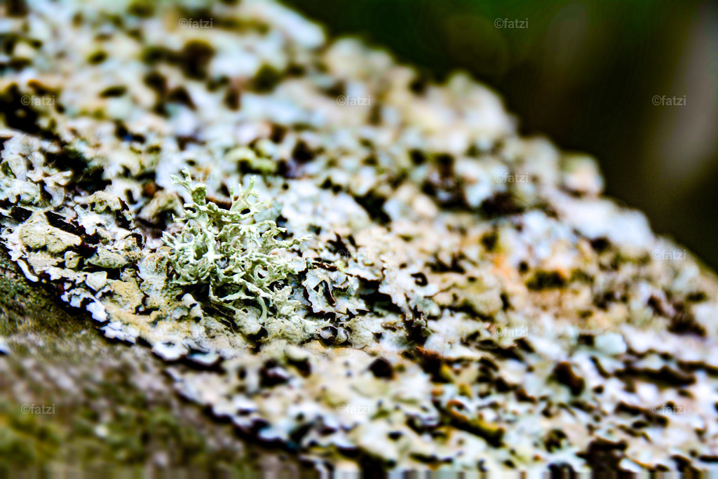 Flechten-Holz__fatzi151745_1 | Fatzi Bilder-Archiv! 
Die Bilder sind für private Nutzung lizenzfrei. Die kommerzielle Nutzung ist möglich und erwünscht, jedoch bitte ich um vorherige Kontaktaufnahme per E-Mail (info@fatzi.at) oder unter +43 650 7828269 - Realisiert mit Pictrs.com