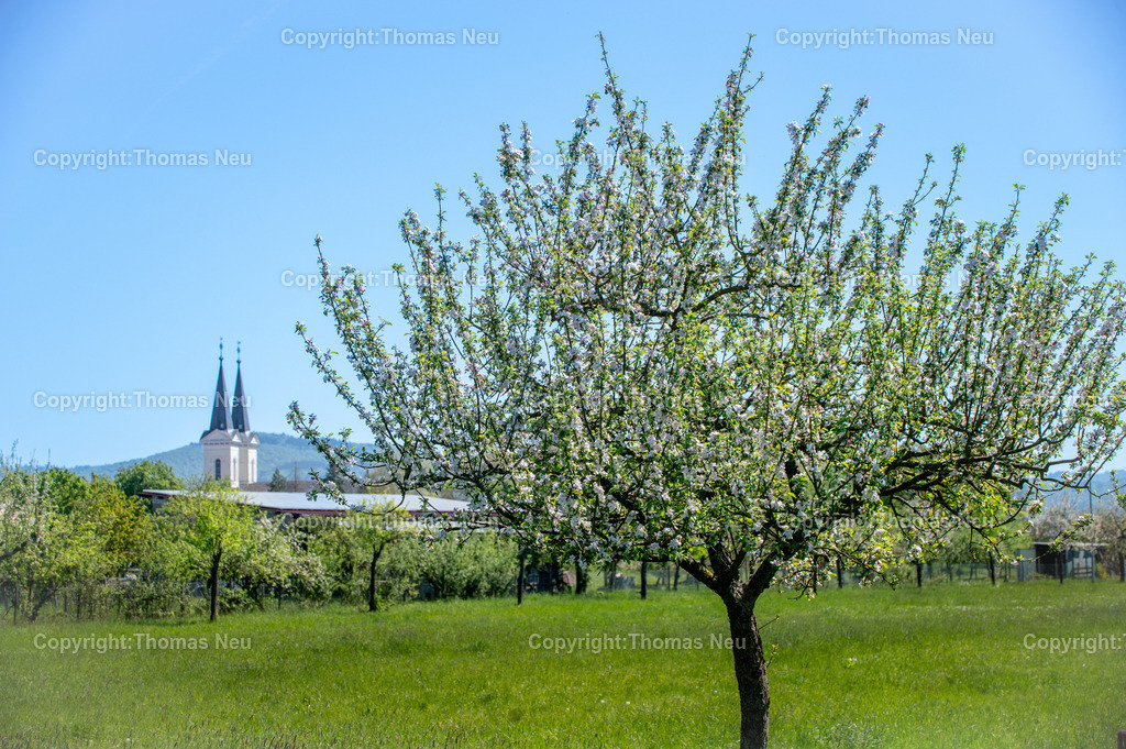 Schwanheim-Streuobstwiese-Bensheim-Fruehling-Fotografie-Thomas-Neu | Blühende Obstbäume und saftig grüne Wiesen vor der markanten evangelischen Kirche von Schwanheim, einem Stadtteil von Bensheim an der hessischen Bergstraße. Frühlingslandschaft unter klarem blauem Himmel mit Blick auf die charakteristischen Kirchturmspitzen.,Bild: THomas Neu