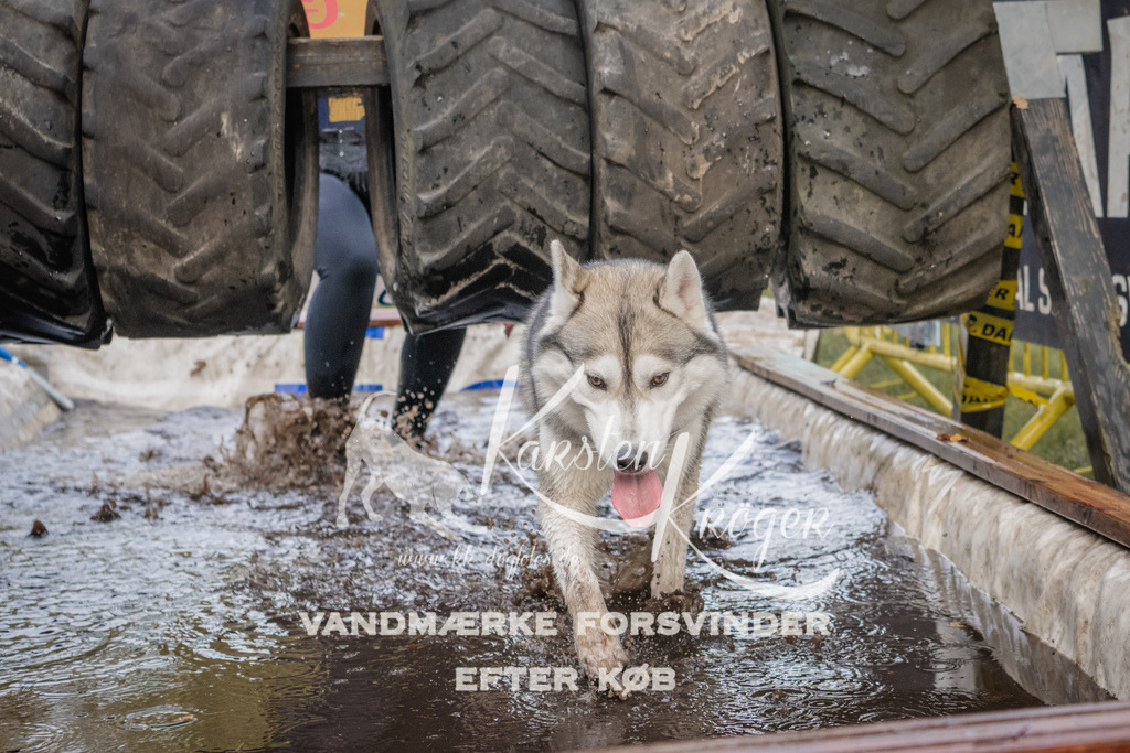 1454_ZZ90642 | kk-dogfotos