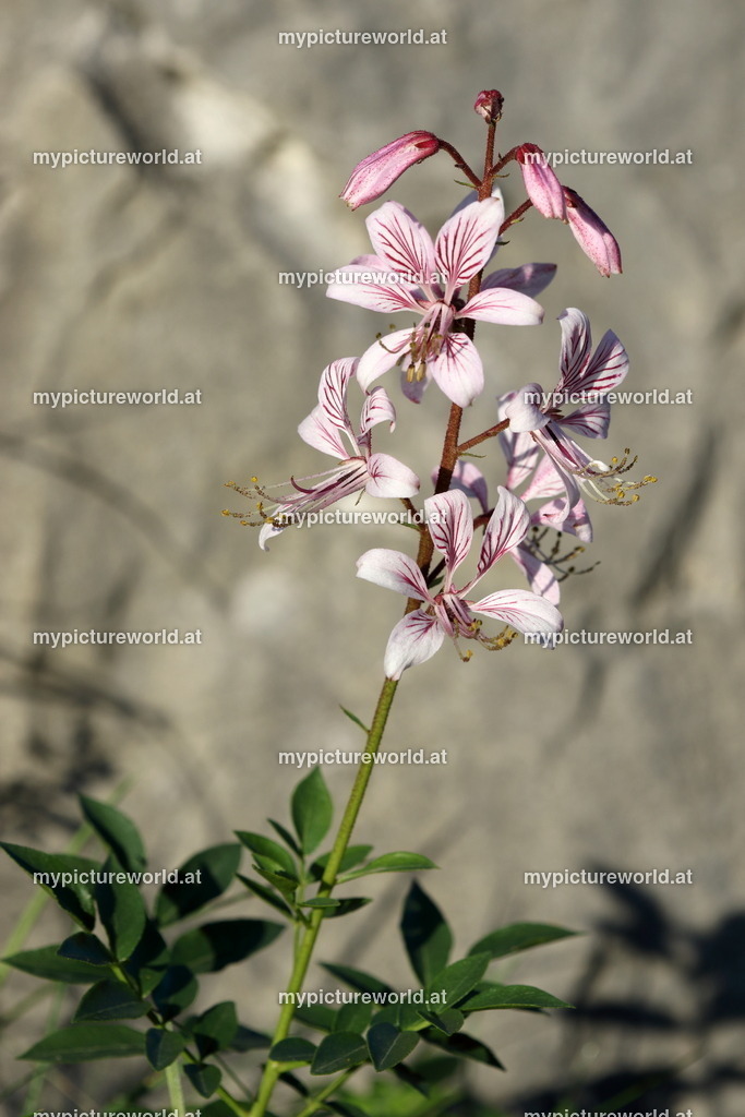 Diptam-019 | Das Bilderarchiv über Tiere, Planzen und Landschaften. In der Bilddatenbank finden Sie ein große Auswahl an hochwertigen Bilder für Ihre Werbung - Realisiert mit Pictrs.com