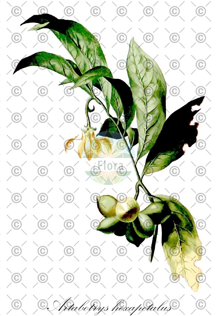 HistAbb_wfo-0000549776_2_ENZY_Simple | Historische Abbildung von Artabotrys hexapetalus - Annonaceae | Historical Illustration of Artabotrys hexapetalus - Annonaceae
