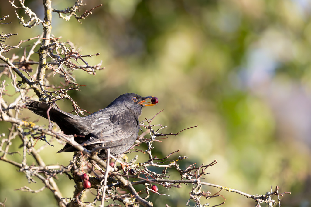 Die Amsel | Die Amsel, wissenschaftlich als Turdus merula bekannt und auch Schwarzdrossel genannt, gehört zu den bekanntesten und häufigsten Singvögeln Mitteleuropas. Ursprünglich war die Amsel ein scheuer Bewohner dichter Wälder, doch im Laufe des letzten Jahrhunderts hat sie sich erfolgreich zum Kulturfolger entwickelt. Heute ist sie ein vertrauter Anblick in unseren Gärten, Parks und städtischen Grünanlagen. Sie ist ganzjährig in Deutschland und weiten Teilen Europas zu beobachten, da sie oft zu den Teilziehern gehört: Während manche Amseln im Winter in wärmere Gebiete wie Nordafrika ziehen, bleiben viele, insbesondere die Stadtamseln, im Brutgebiet. - Realisiert mit Pictrs.com