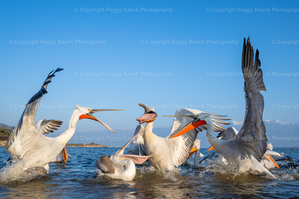 Pelikan_2023 (6) | PeggyRaschPhotography - Realisiert mit Pictrs.com