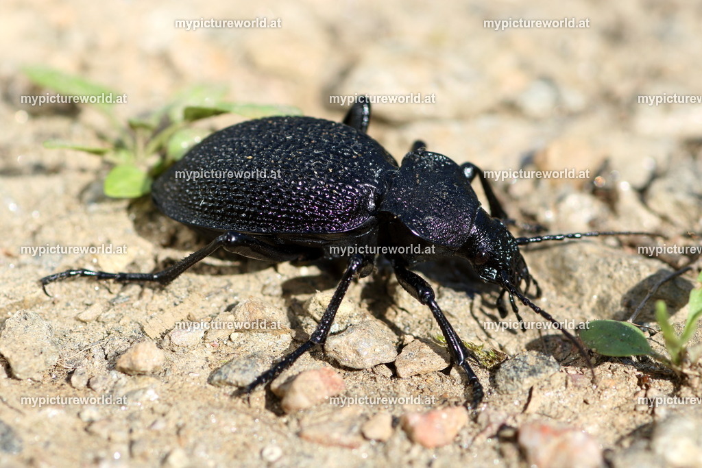 Carabus gigas-006 | Das Bilderarchiv über Tiere, Planzen und Landschaften. In der Bilddatenbank finden Sie ein große Auswahl an hochwertigen Bilder für Ihre Werbung - Realized with Pictrs.com