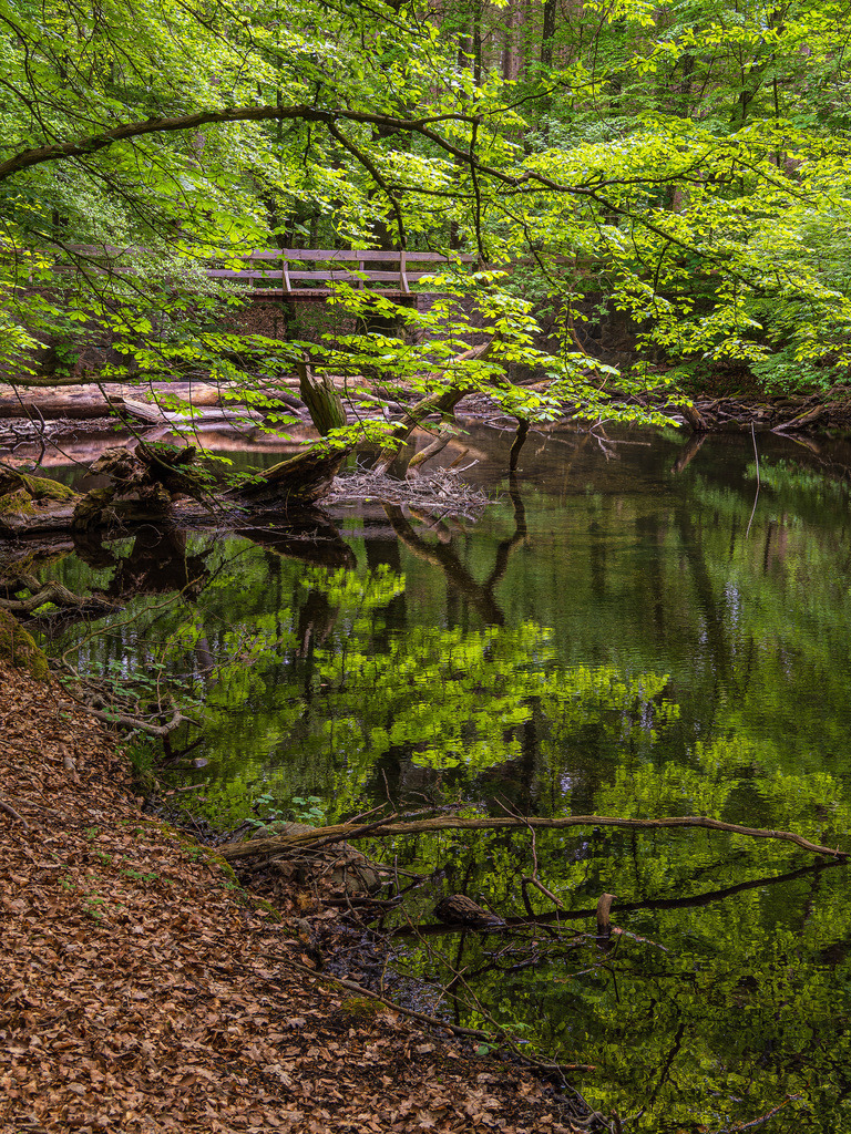 Landschaft im Nebeldurchbruchstal zwischen Serrahn und Kuchelmiß | Landschaft im Nebeldurchbruchstal zwischen Serrahn und Kuchelmiß.