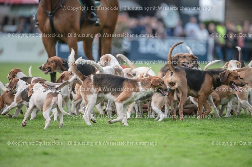 20230526_Pferdenacht_0645 | equistock