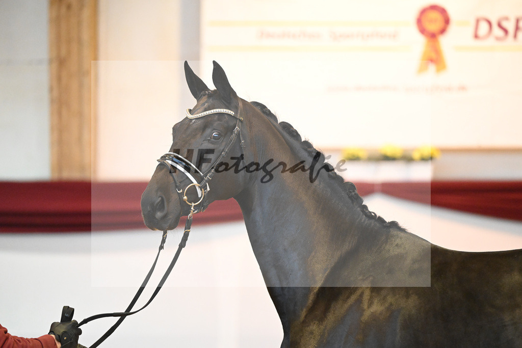 Kat-Nr. 65 v. De Niro Gold_Rohrmoser_66222257 | hf-fotografie - Realisiert mit Pictrs.com