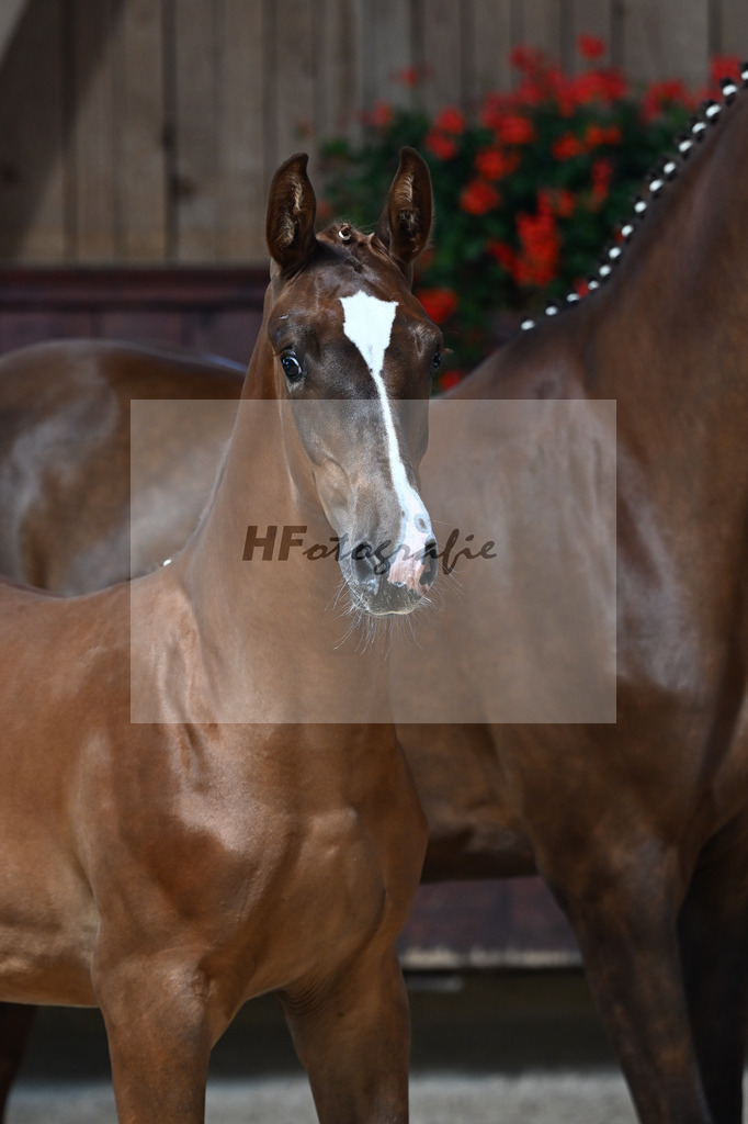 Kat-Nr. 5 Arezzo Man x Conte Cassini_SF_Kraemer_25250531 | hf-fotografie - Realisiert mit Pictrs.com