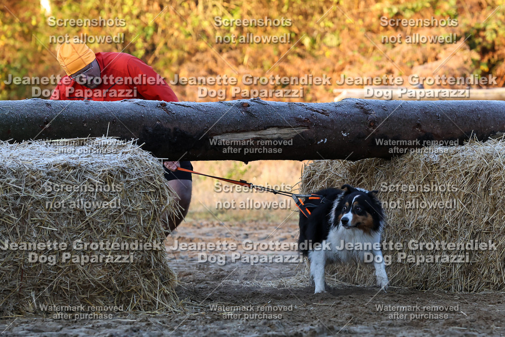 Dog Paparazzi - Strongdog 10-25-429 | Dog Paparazzi Jeanette Grottendiek Fotografie & Videografie - Realisiert mit Pictrs.com