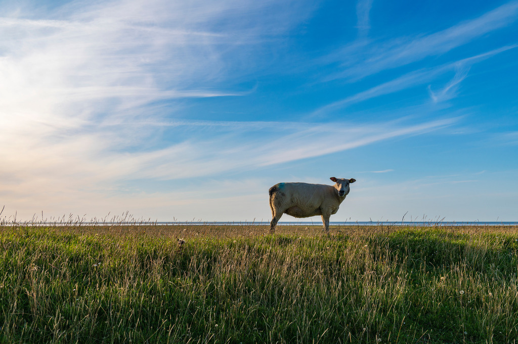 2023_08_21_SPO+WESTERHEVER_MCP1858 | Hochwertig gedruckte Fotografien für die Wand, als Kalender und zum Verschenken. Hamburg & Norddeutschland und überall wo ich mit der Kamera unterwegs war.