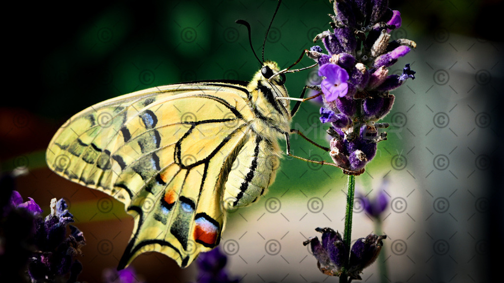 DSC_0890 | Res Niemeyer Photography - Realisiert mit Pictrs.com