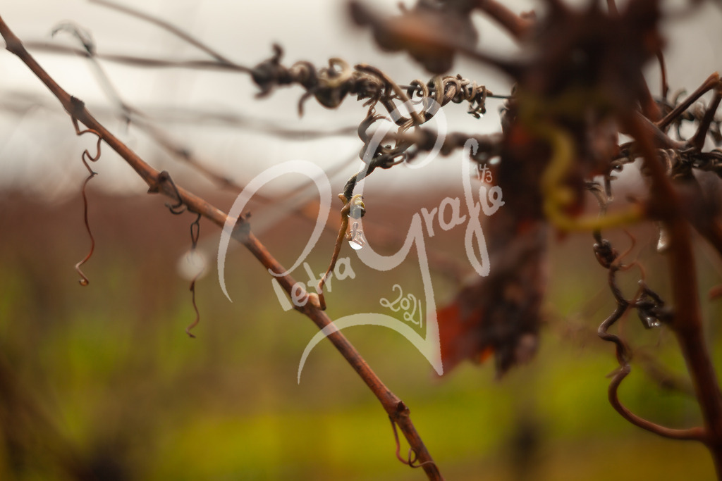 IMG_5530 | petragrafie - Realisiert mit Pictrs.com