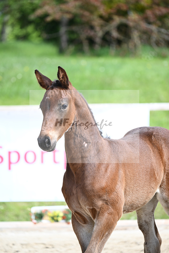 Adzaro de L Abbaye B x Cornet Obolensky_HF_Berger_11240259 | hf-fotografie - Realisiert mit Pictrs.com