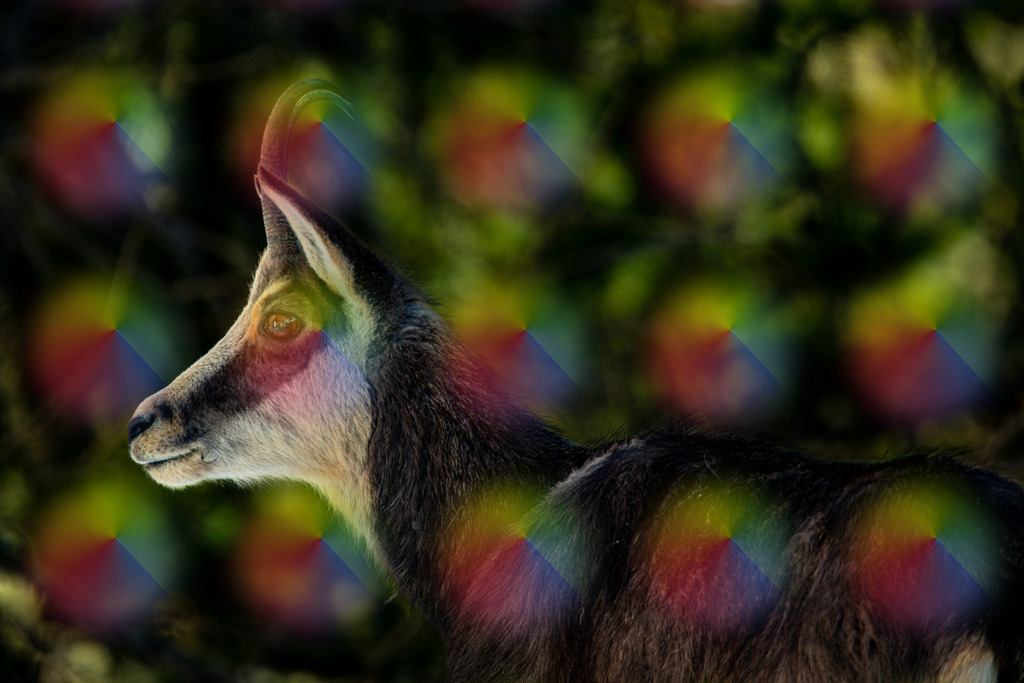 2023032202 Gams im Dorf | FineArtPrint, Hahnemühle, FeeGalerie, Fee Galerie, Fotokunst, Fotografie, Canonphotography, Bergfoto, Matterhorn, Rimpfischhorn, Allalinhorn, Saas-Fee, Wallis, Valais, Switzerland, Bergfotografie