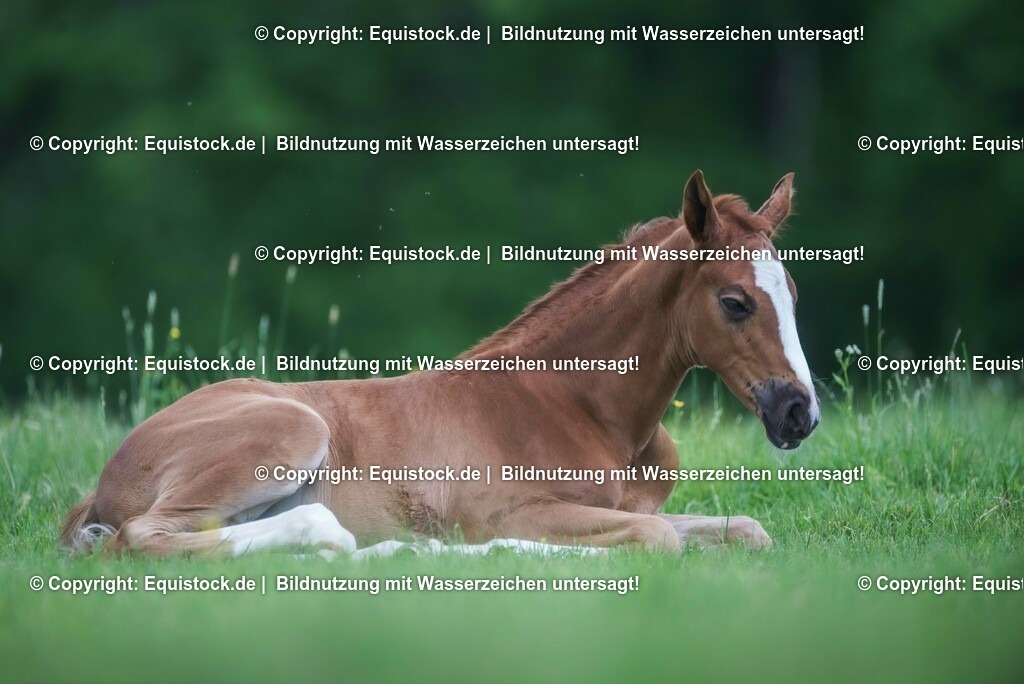 20210617_Fohlen_0345 | Foto: Thomas Hartig